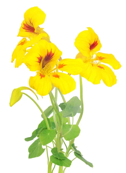 Ljus Gul Och Röd Nasturtium Blommor Isolerad Vit Bakgrund — Stockfoto