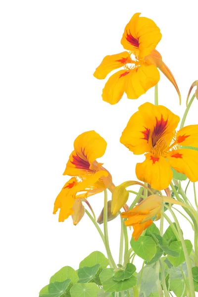 Bright Yellow Red Nasturtium Flowers Isolated White Background — Stock Photo, Image