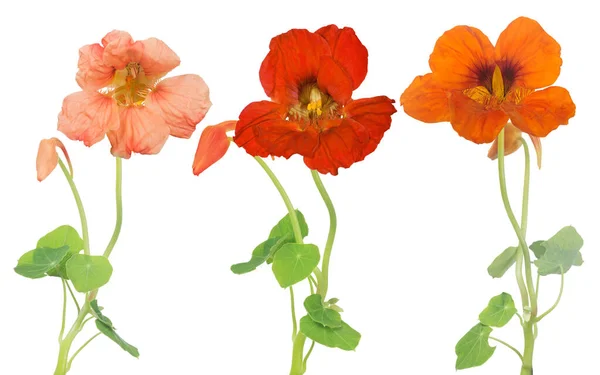 Trois Fleurs Nasturtium Isolées Sur Fond Blanc — Photo