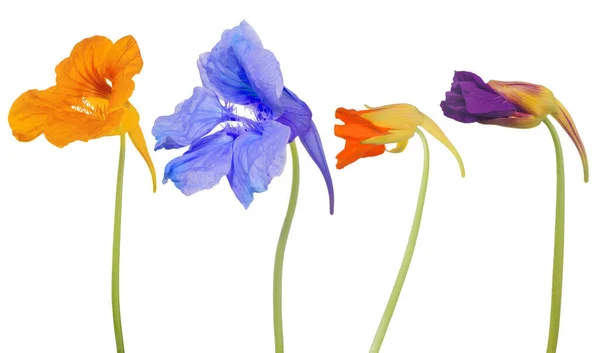 Beyaz Arkaplanda Izole Edilmiş Nasturtium Çiçekleri — Stok fotoğraf