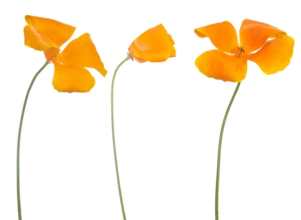 Tři Jasně Oranžové Barvy Květiny Izolované Bílém Pozadí — Stock fotografie