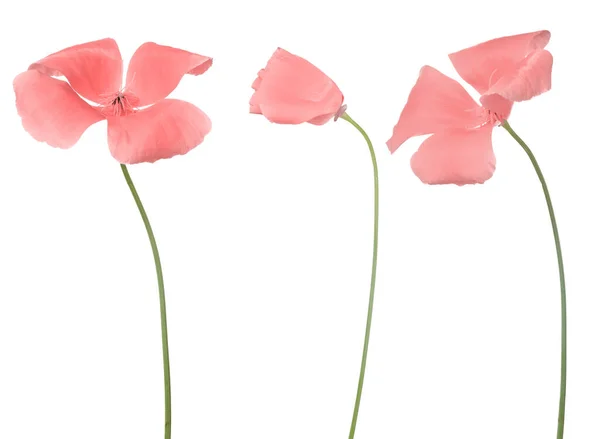 Drie Roze Kleur Bloemen Geïsoleerd Witte Achtergrond — Stockfoto