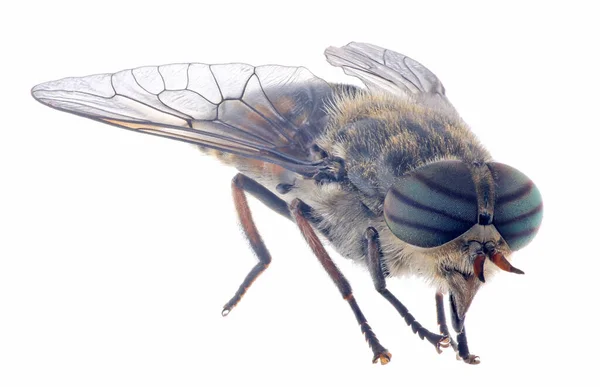 Foto Macro Cavalo Mosca Gigante Pálido Isolado Terreno Panificação Branco — Fotografia de Stock