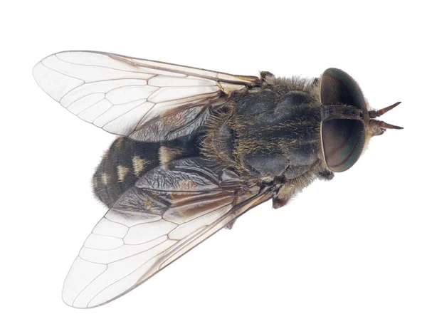 Foto Macro Cavalo Mosca Gigante Pálido Isolado Terreno Panificação Branco — Fotografia de Stock