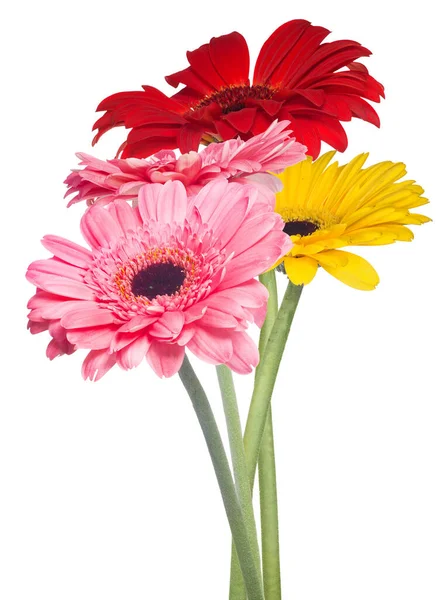 Bunc Gerbera Flowers Isolated White Background — Stock Photo, Image