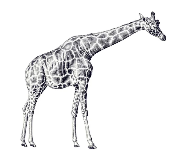 Grote Giraffe Geïsoleerd Witte Achtergrond — Stockfoto