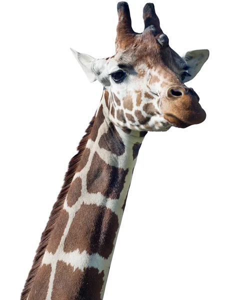 Grote Giraffe Geïsoleerd Witte Achtergrond — Stockfoto