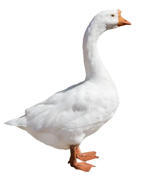 Light Goose Isolated White Background — Stock Photo, Image