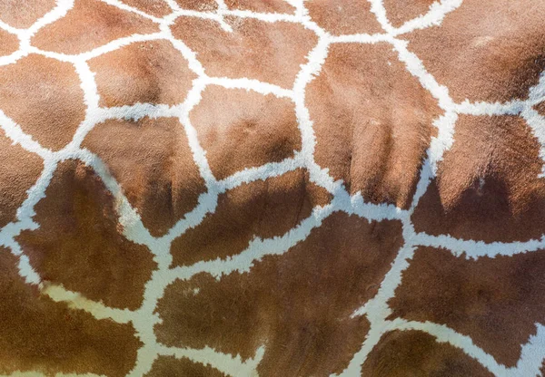 Foto Met Bruine Giraffe Textuur — Stockfoto