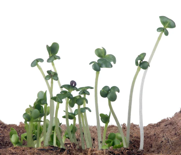 Grupa Ciemnozielonych Małych Roślin Odizolowanych Białym Tle — Zdjęcie stockowe