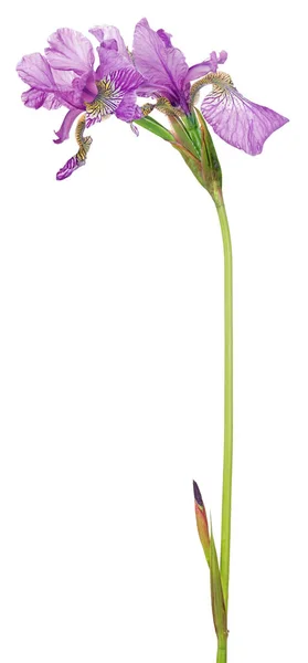 Flieder Iris Blume Isoliert Auf Weißem Hintergrund — Stockfoto