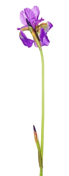 Beyaz Arkaplanda Izole Edilmiş Mor Iris Çiçeği — Stok fotoğraf