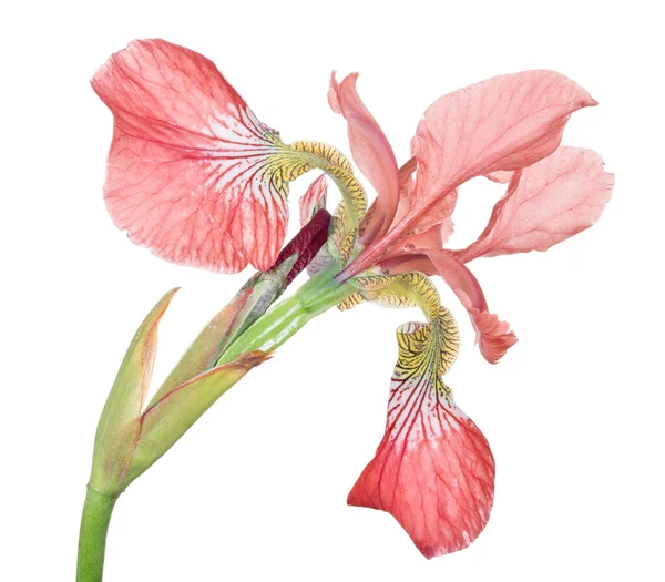 Iris Rosso Fiore Isolato Sfondo Bianco — Foto Stock