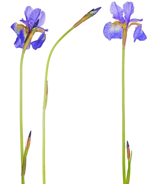 Set Van Blauwe Iris Bloemen Geïsoleerd Witte Achtergrond — Stockfoto