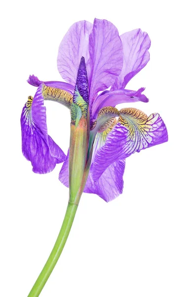 Lila Iris Blomma Isolerad Vit Bakgrund — Stockfoto