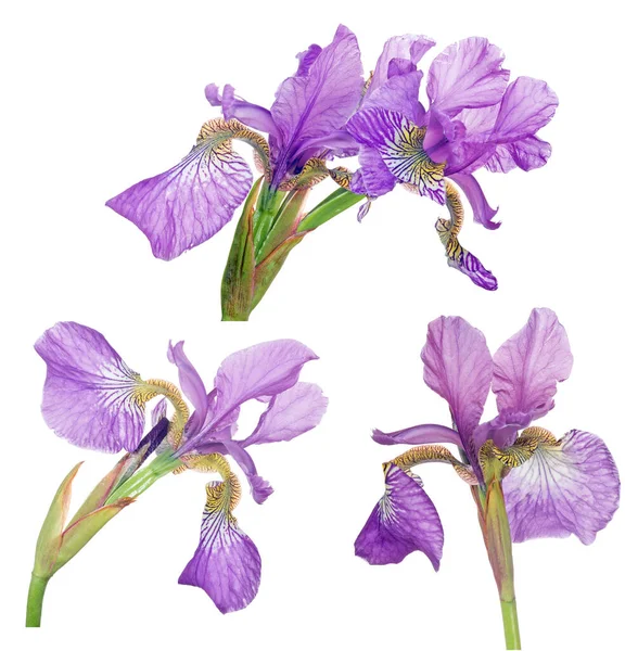 Lila Iris Blommor Isolerad Vit Bakgrund — Stockfoto