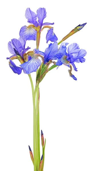 Flores Íris Azul Isolado Fundo Branco — Fotografia de Stock