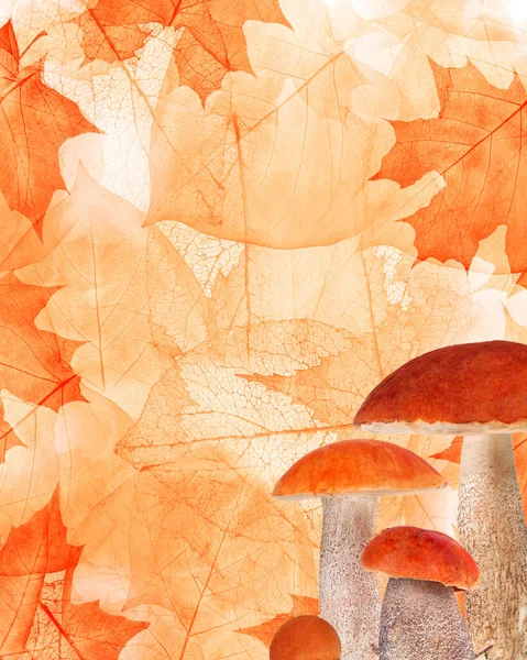 Orange Autumn Maple Leaves Mushrooms Background — Stock Photo, Image