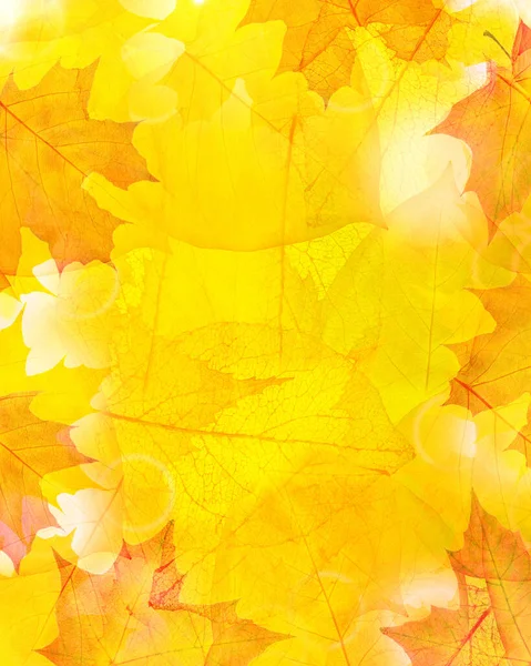 Golden Autumn Maple Leaves Background — Stock Photo, Image