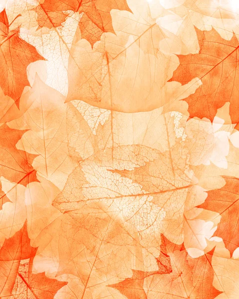 Orange Autumn Maple Leaves Background — Stock Photo, Image