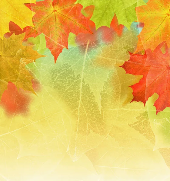 Gouden Herfst Esdoorn Bladeren Achtergrond — Stockfoto