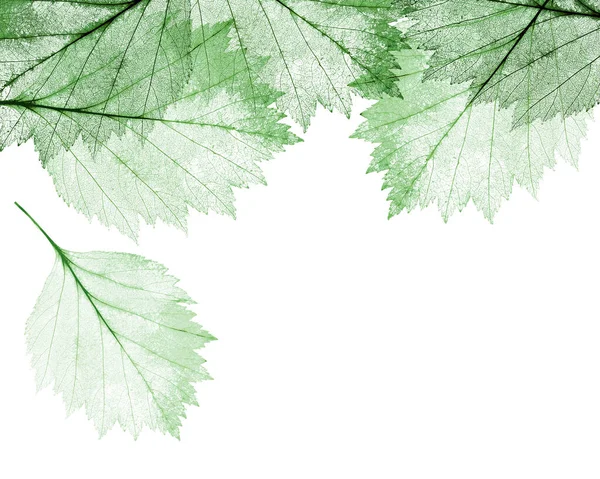 Yeşil Yapraklar Beyaz Arkaplanda Izole Edilmiş Iskeletler — Stok fotoğraf