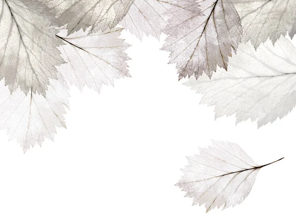 Светлые Листья Скелеты Изолированы Белом Фоне — стоковое фото