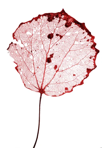 白地に孤立した古い赤い枯葉 — ストック写真
