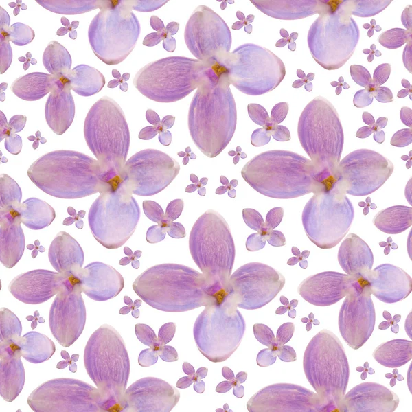 Seamless Background Lilac Flower Blooms — Stock Photo, Image