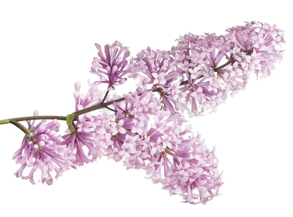 淡淡的淡紫色花朵 白色背景隔离 — 图库照片