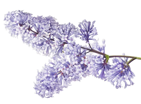 Lila Blüten Isoliert Auf Weißem Hintergrund — Stockfoto