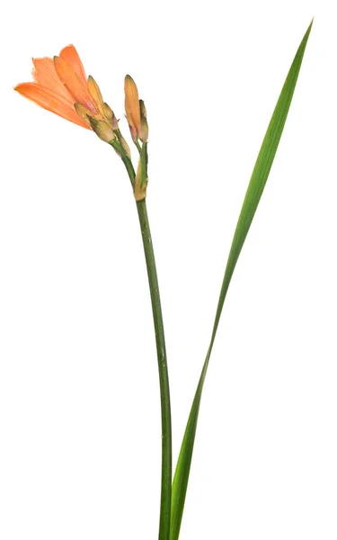 Turuncu Zambak Çiçeği Beyaz Arkaplanda Izole — Stok fotoğraf