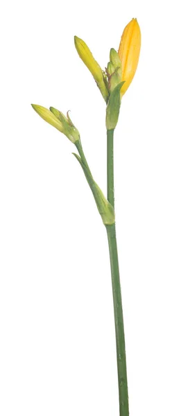 Beyaz Arkaplanda Izole Edilmiş Sarı Zambak Çiçeği — Stok fotoğraf
