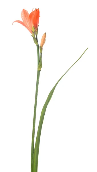 Beyaz Arkaplanda Izole Edilmiş Pembe Zambak Çiçeği — Stok fotoğraf