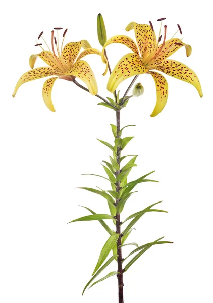 Żółty Kwiat Lilii Izolowane Białym Tle — Zdjęcie stockowe