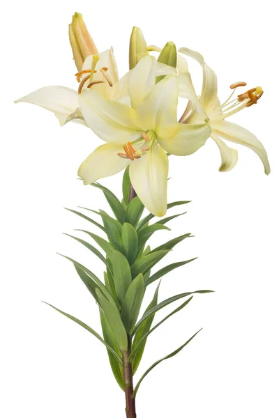 Lilia Kwiat Izolowane Białym Tle — Zdjęcie stockowe