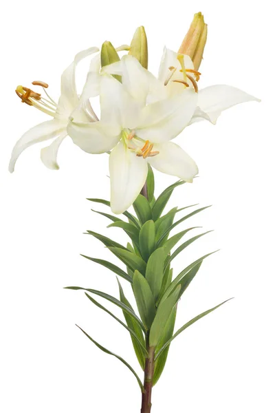Lilie Květiny Izolované Bílém Pozadí — Stock fotografie