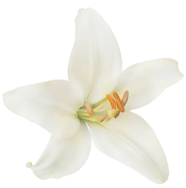 Lilie Květiny Izolované Bílém Pozadí — Stock fotografie