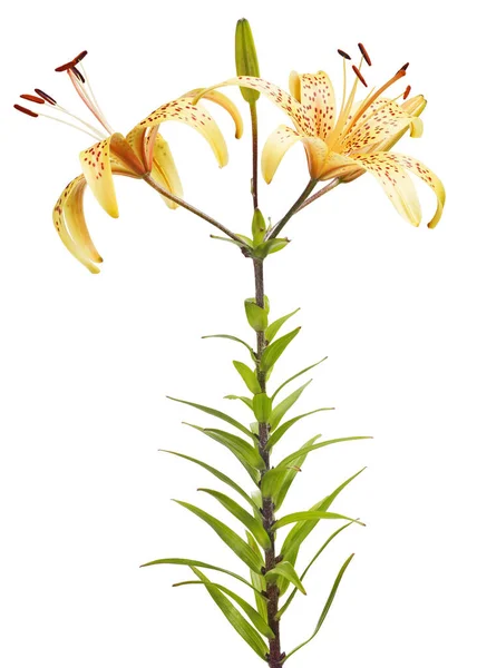 Gelbe Lilie Blume Isoliert Auf Weißem Hintergrund — Stockfoto