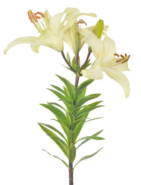 Lilia Kwiat Izolowane Białym Tle — Zdjęcie stockowe