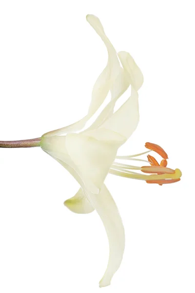Fleur Lys Jaune Isolée Sur Fond Blanc — Photo