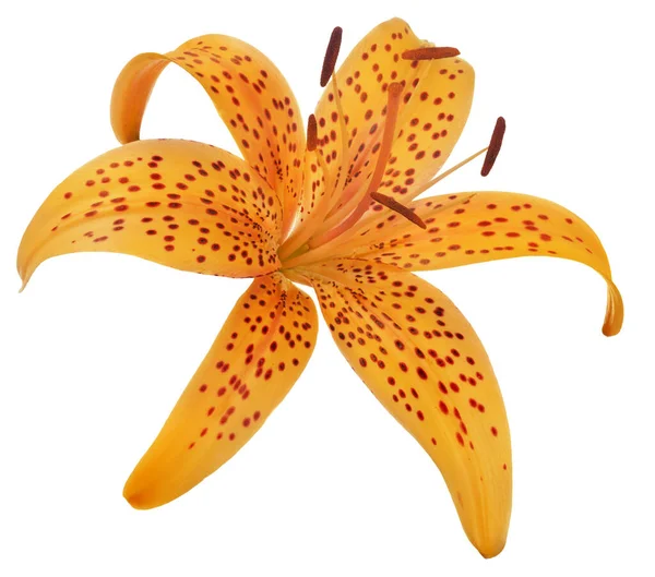 Orange Spotted Lily Flower Isolated White Background — Stock Photo, Image