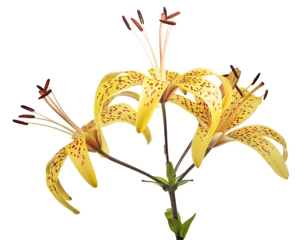 Žluté Tečkované Lilie Květiny Izolované Bílém Pozadí — Stock fotografie