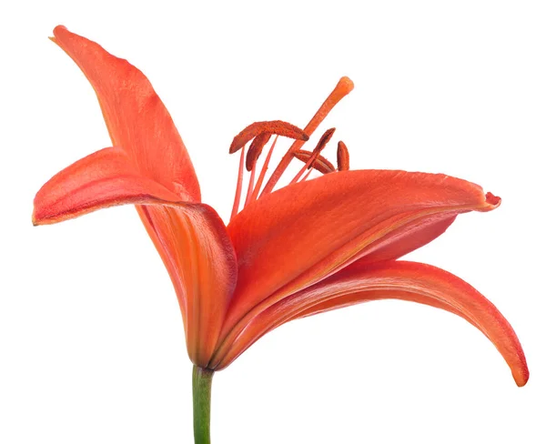 Rote Lilie Blume Isoliert Auf Weißem Hintergrund — Stockfoto