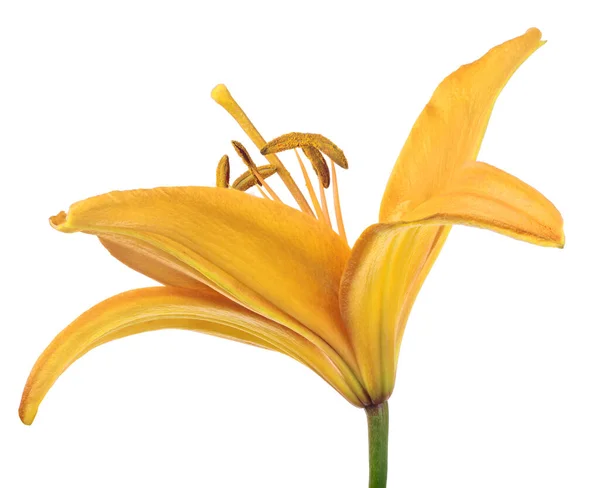 Flor Lírio Dourado Isolado Fundo Branco — Fotografia de Stock
