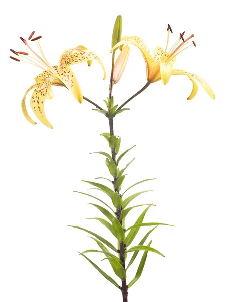 白色背景下的黄色百合花 — 图库照片