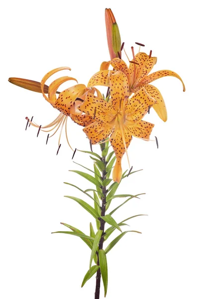 Oranžová Lilie Květiny Izolované Bílém Pozadí — Stock fotografie