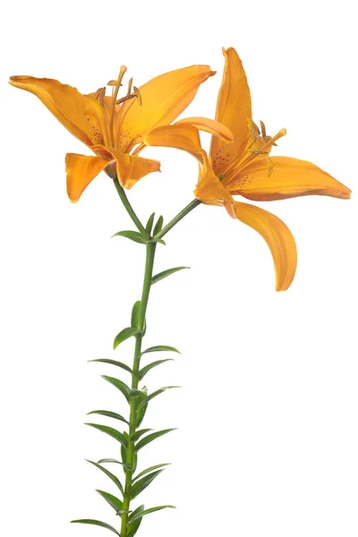 Orange Lily Flower Isolated White Background — Stock Photo, Image