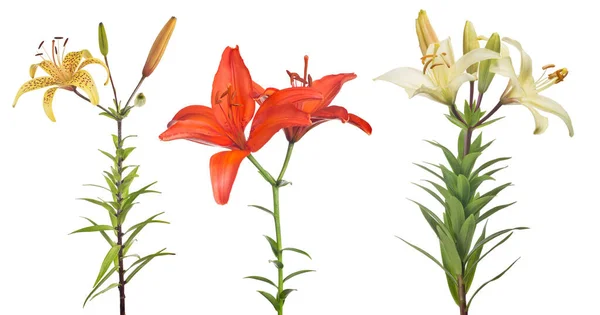 Beyaz Arka Planda Izole Edilmiş Zambak Çiçeği — Stok fotoğraf