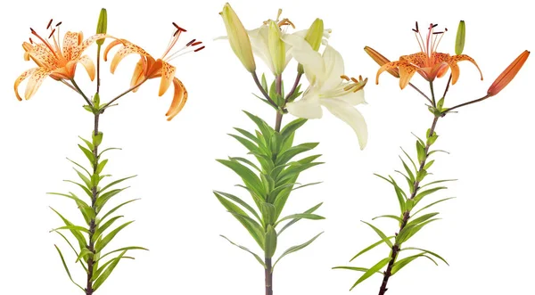 Beyaz arkaplanda izole edilmiş zambak çiçekleri